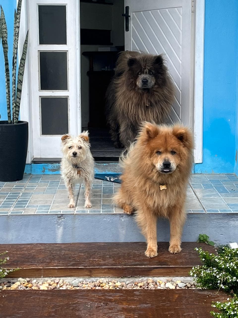 1 mês de ração super premium pros filhos do casal